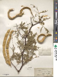 Prosopis chilensis image