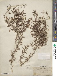 Prosopis cinerascens image