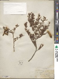 Prosopis cinerascens image