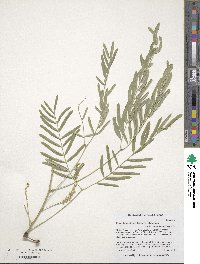 Prosopis glandulosa image