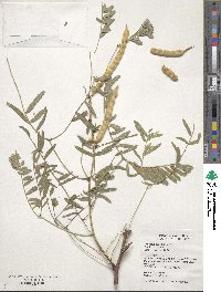 Prosopis glandulosa image