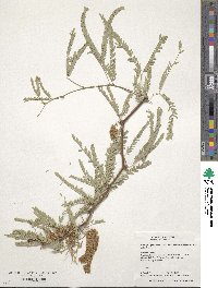 Prosopis glandulosa image