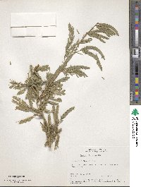 Prosopis juliflora image