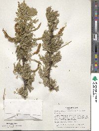 Prosopis pallida image