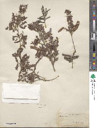 Prosopis pubescens image