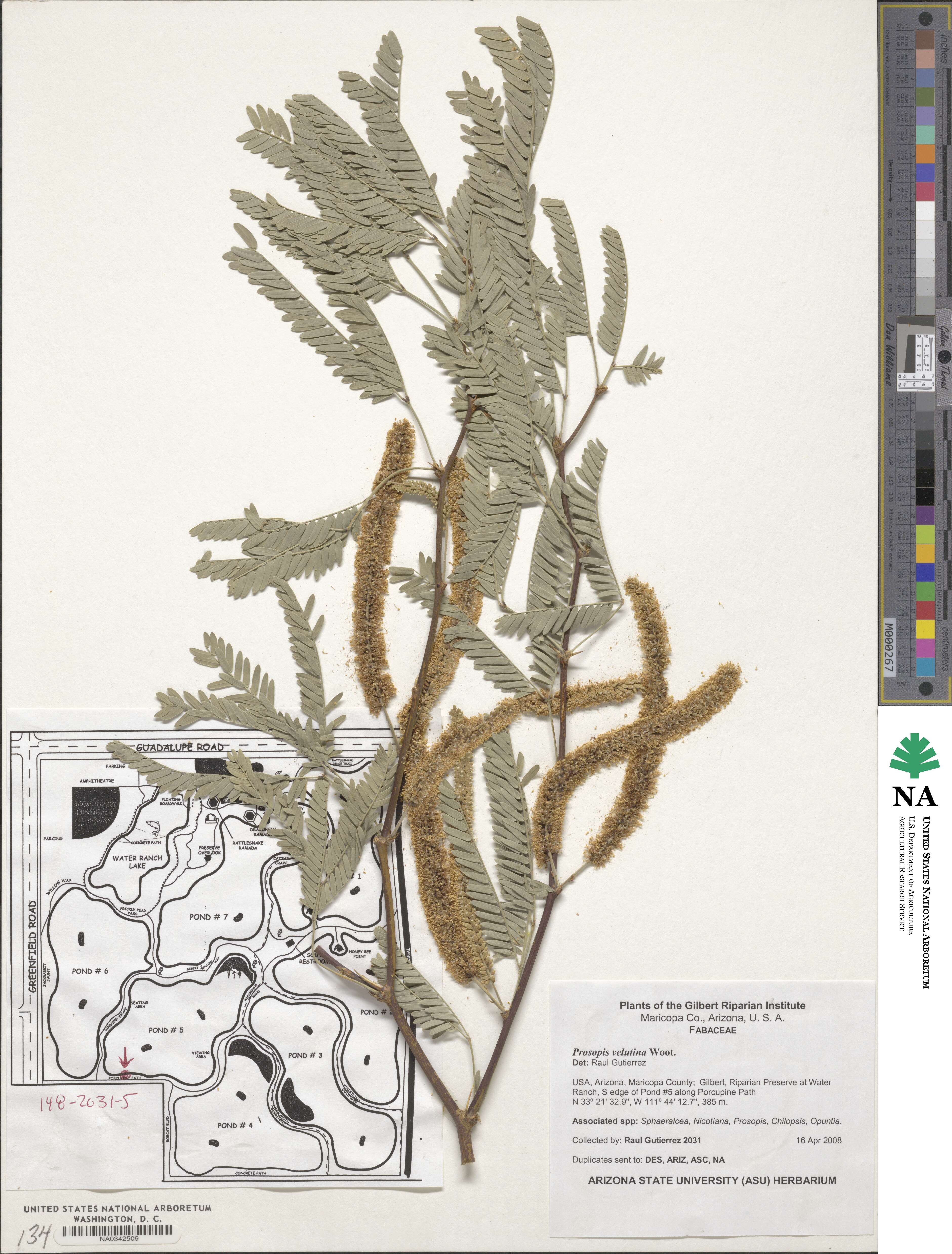 Prosopis velutina image
