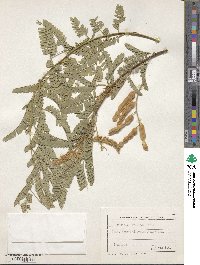 Prosopis velutina image