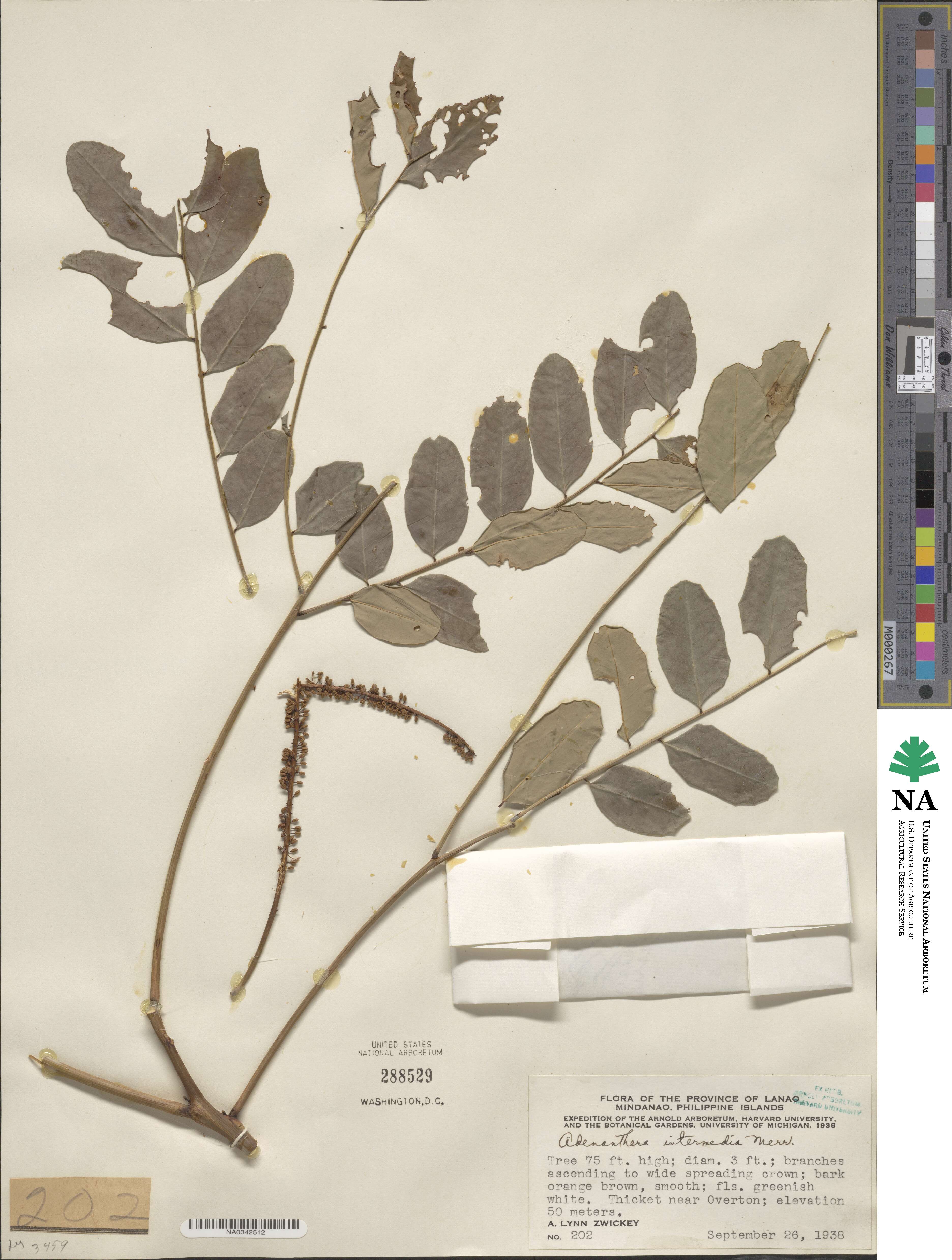 Adenanthera intermedia image