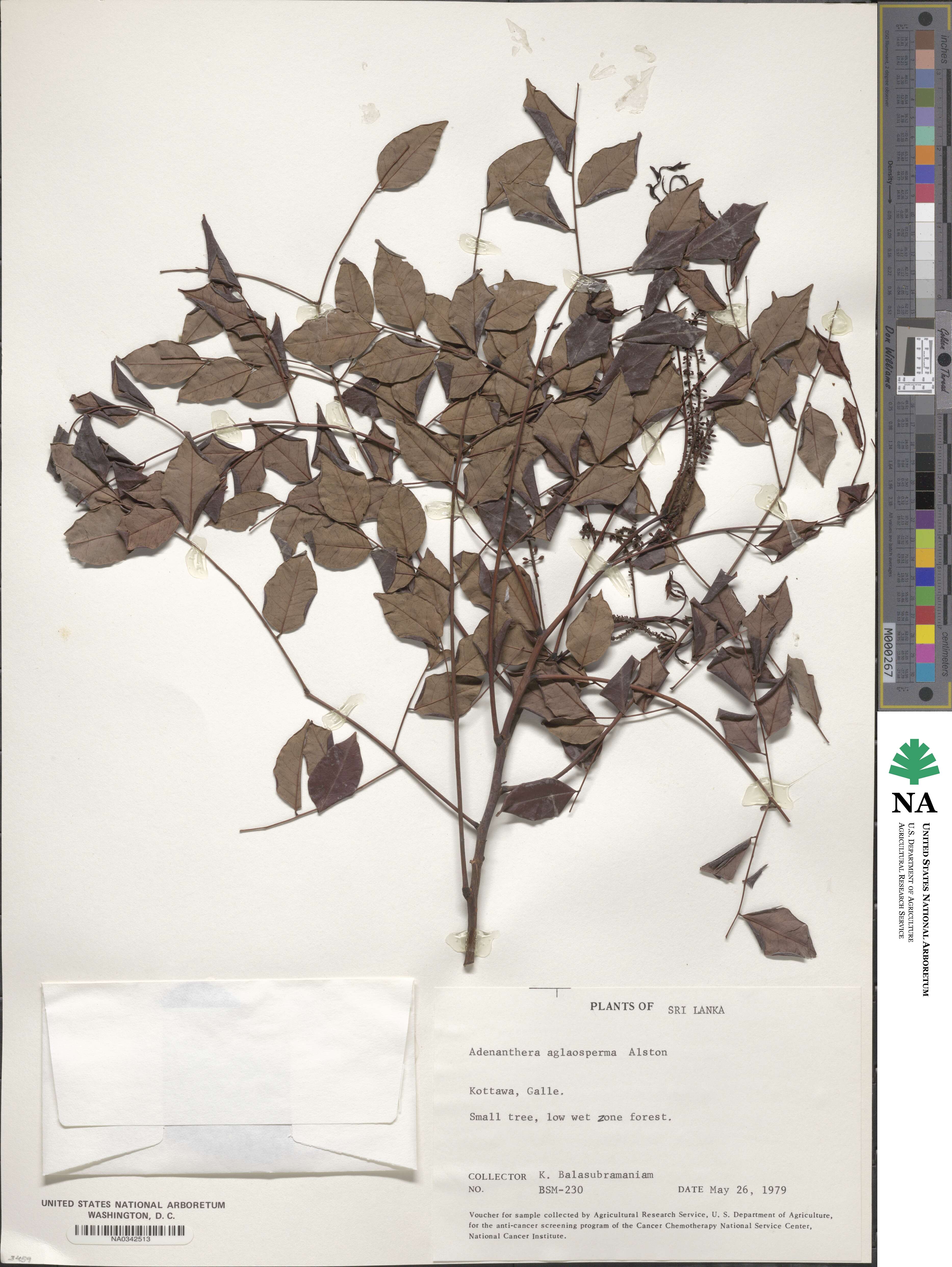 Adenanthera aglaosperma image