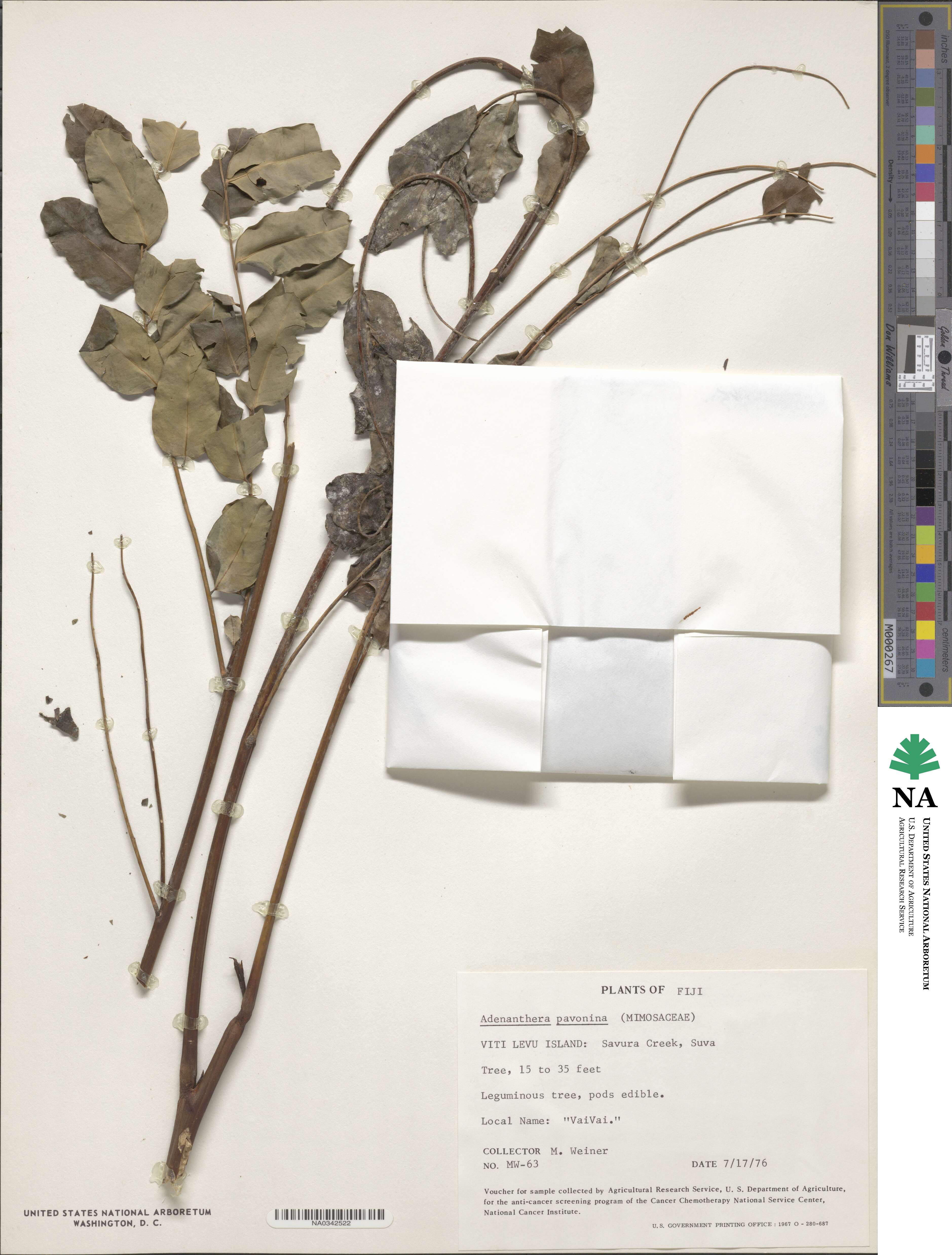 Adenanthera pavonina image