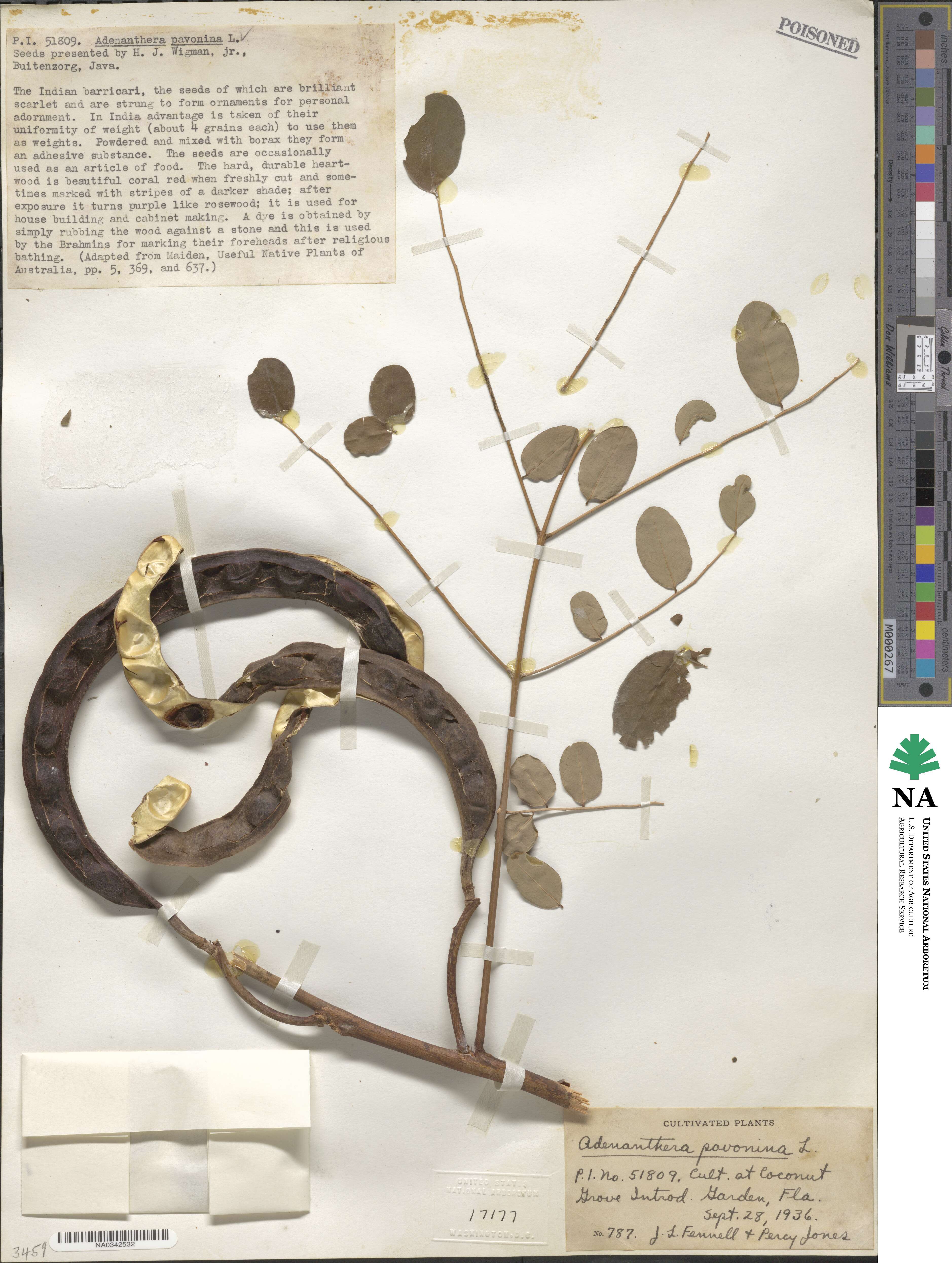 Adenanthera image