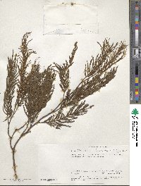 Newtonia buchananii image