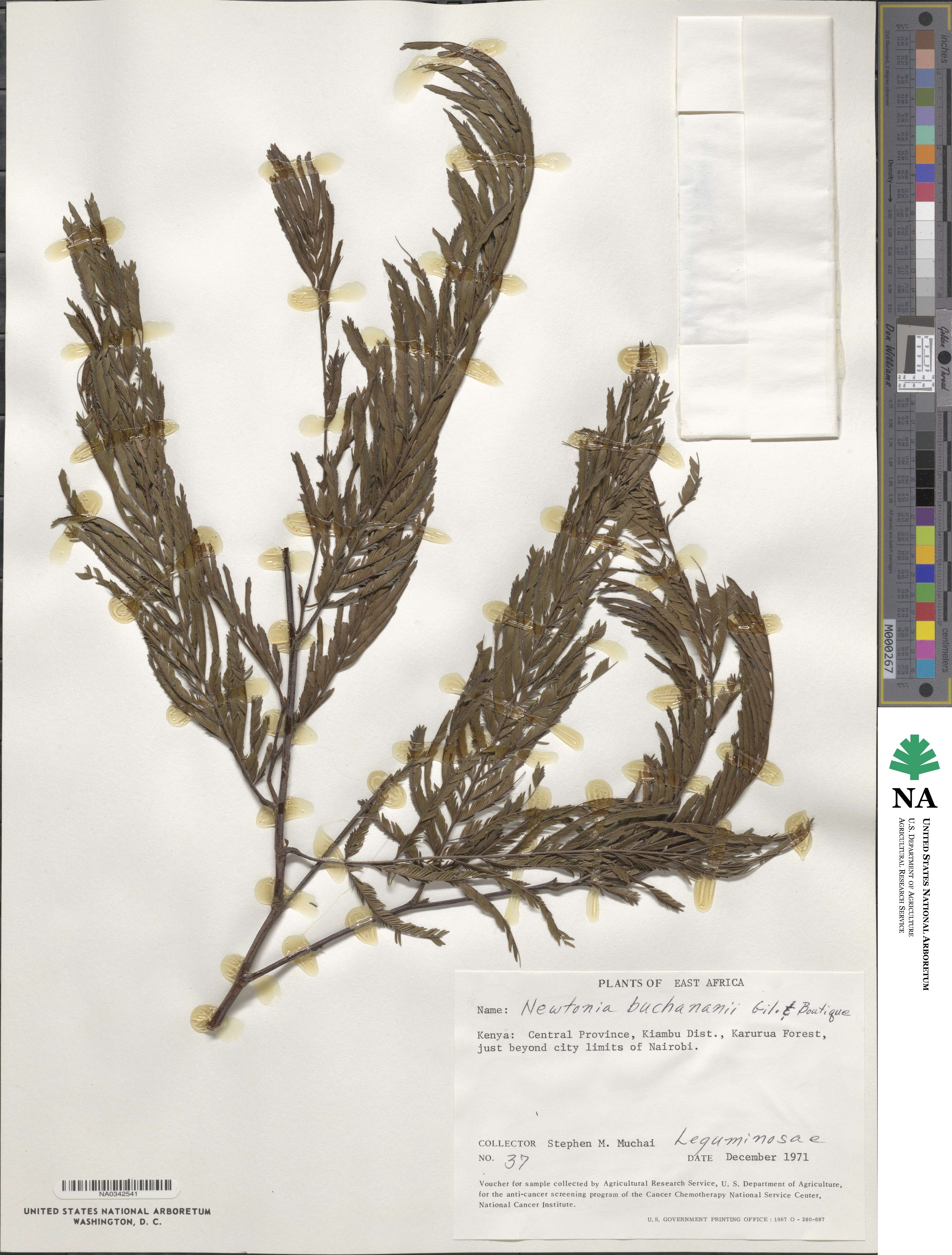 Newtonia buchananii image
