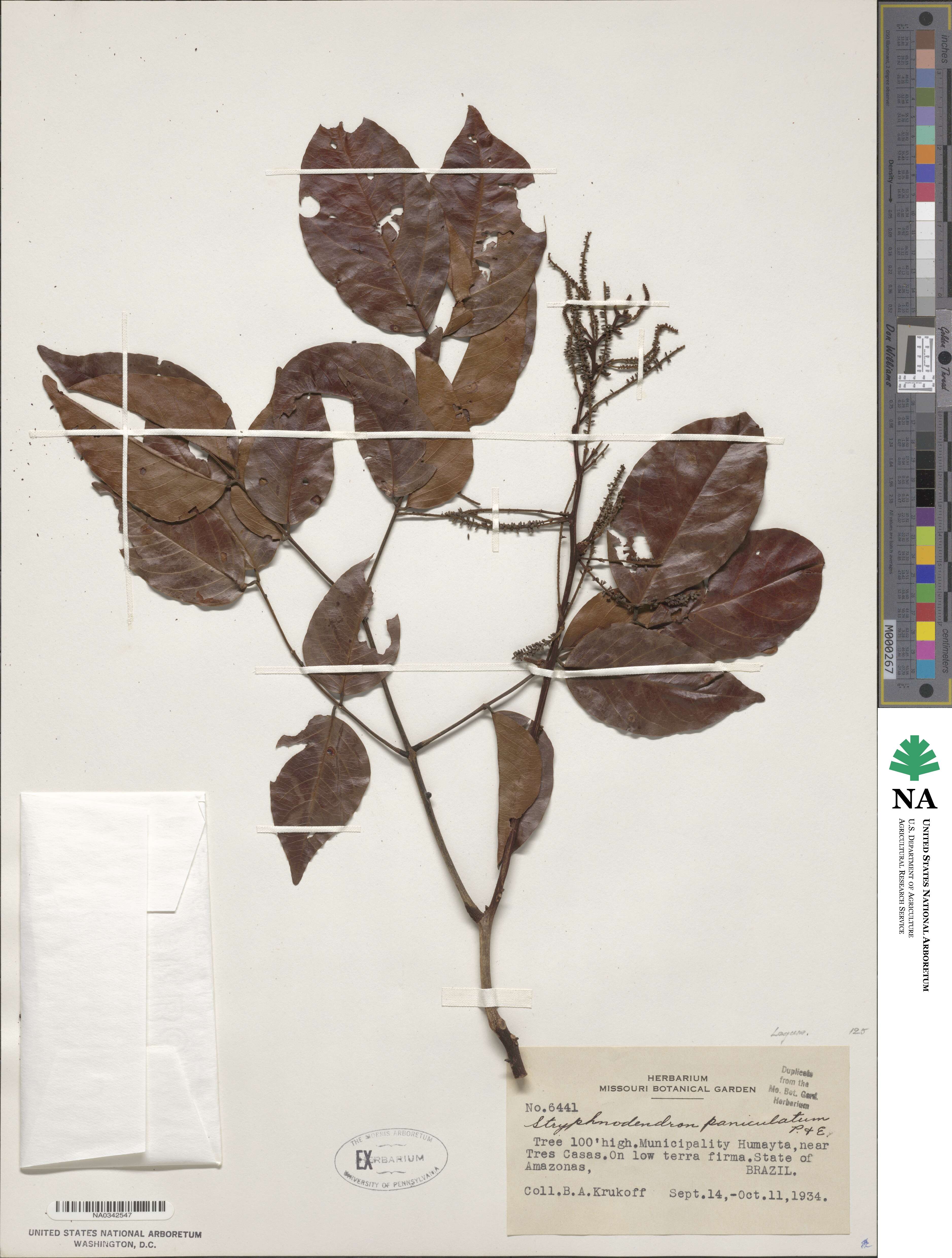 Stryphnodendron paniculatum image