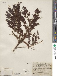 Image of Stryphnodendron guianense