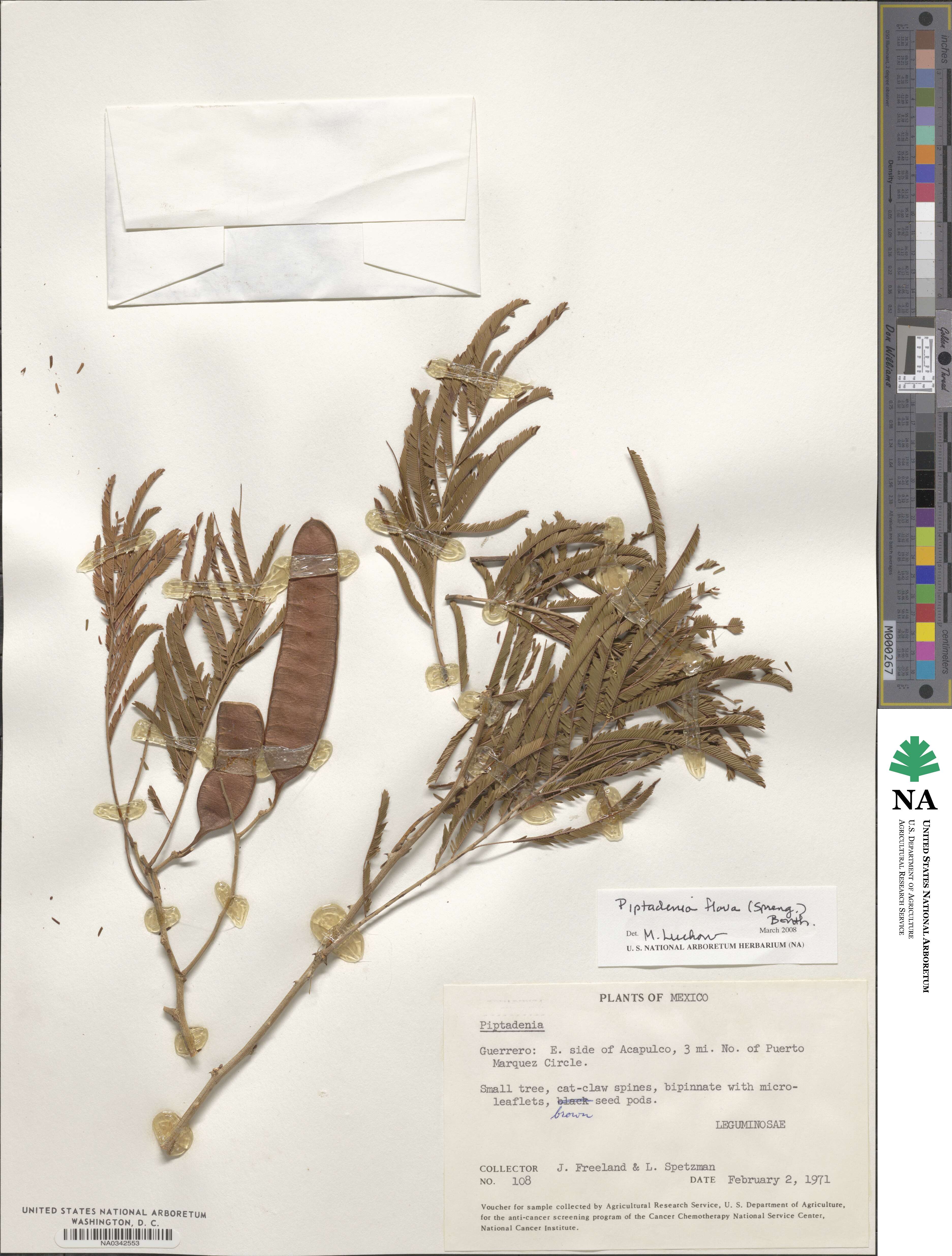 Piptadenia image
