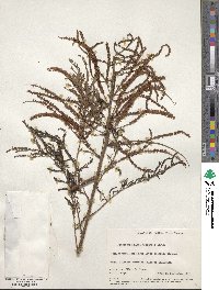 Piptadenia retusa image