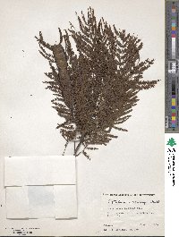 Anadenanthera colubrina var. cebil image