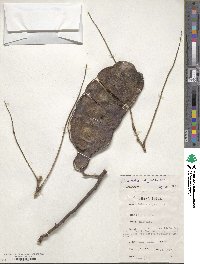 Image of Entada abyssinica