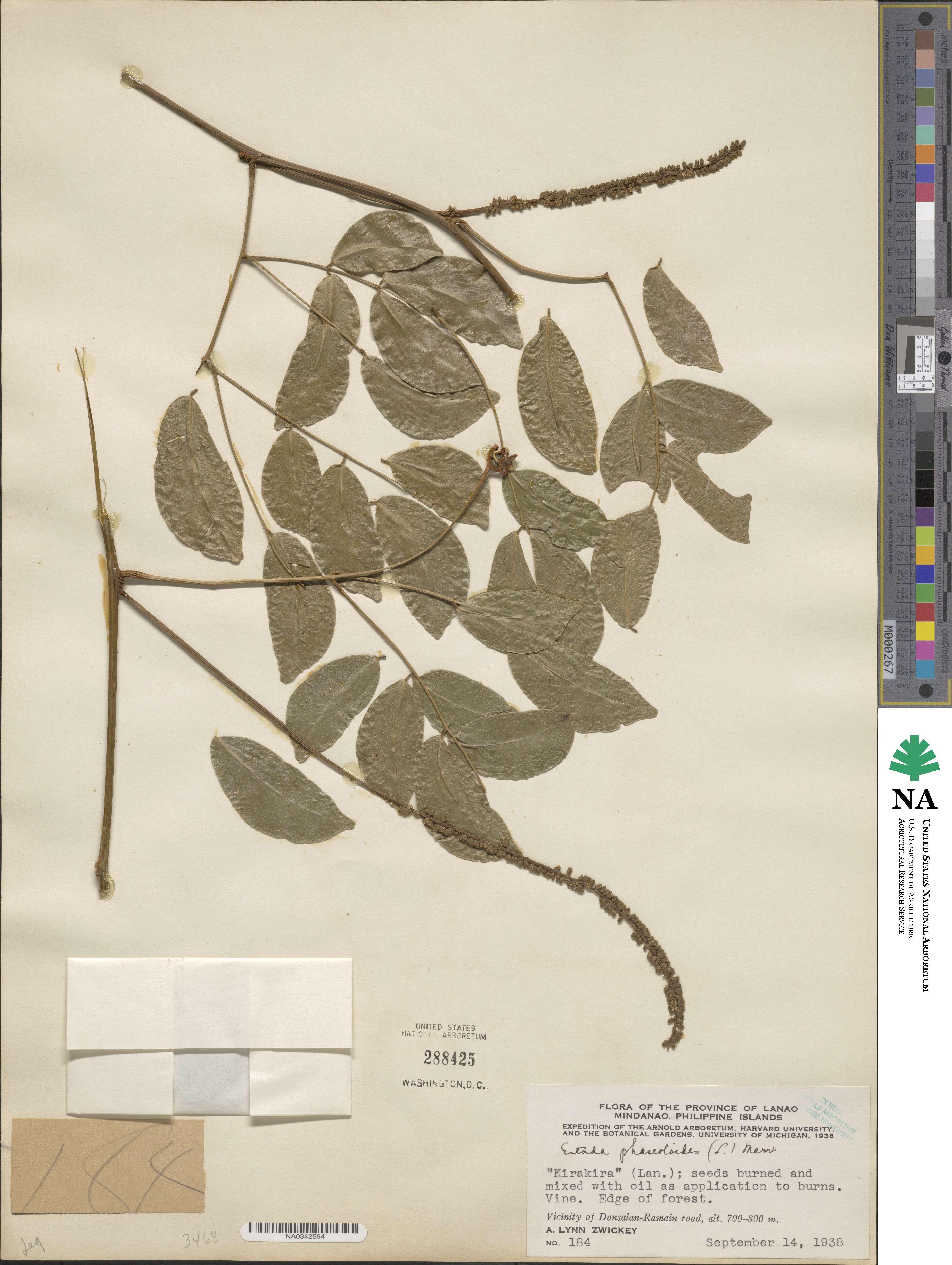 Entada phaseoloides image
