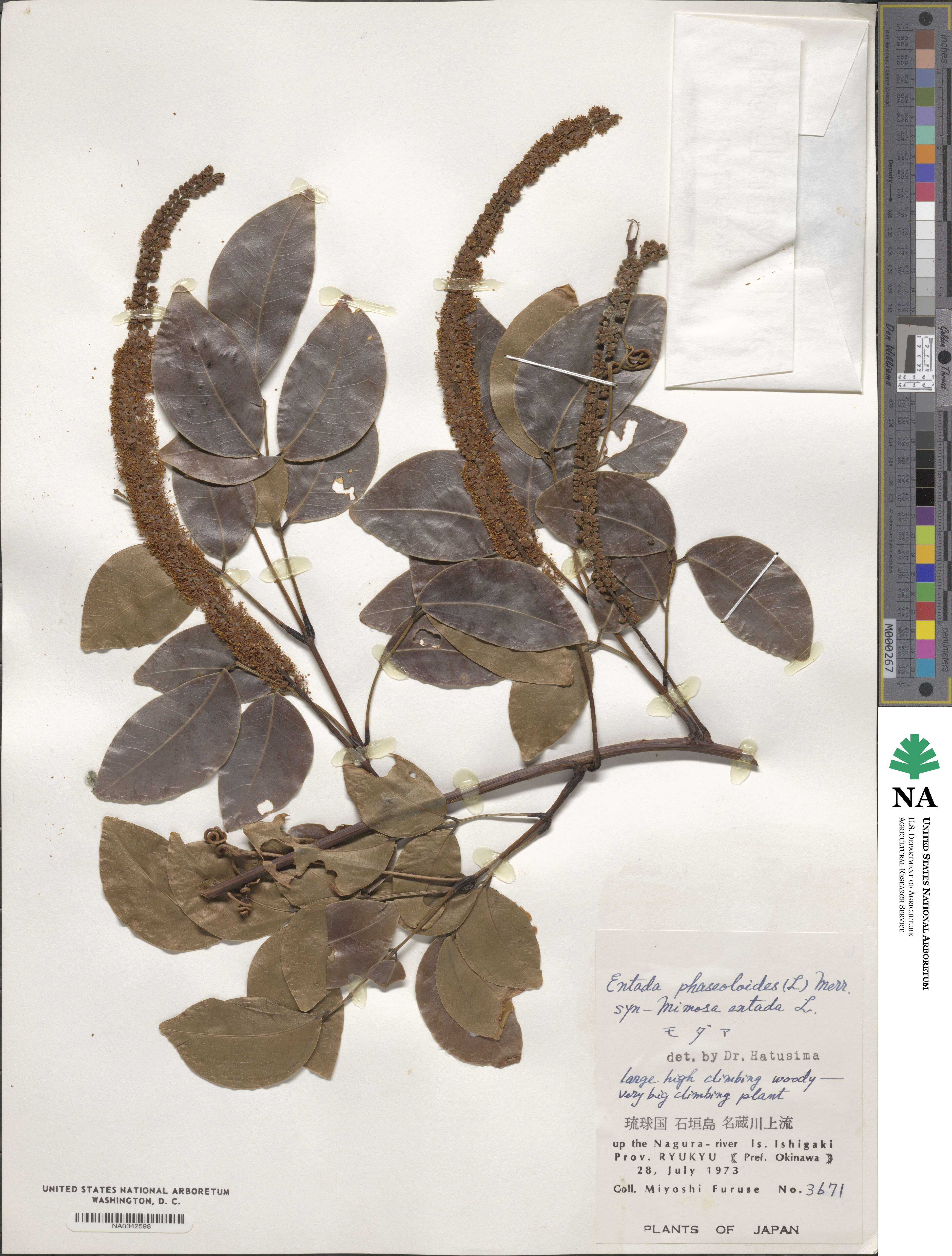 Entada phaseoloides image