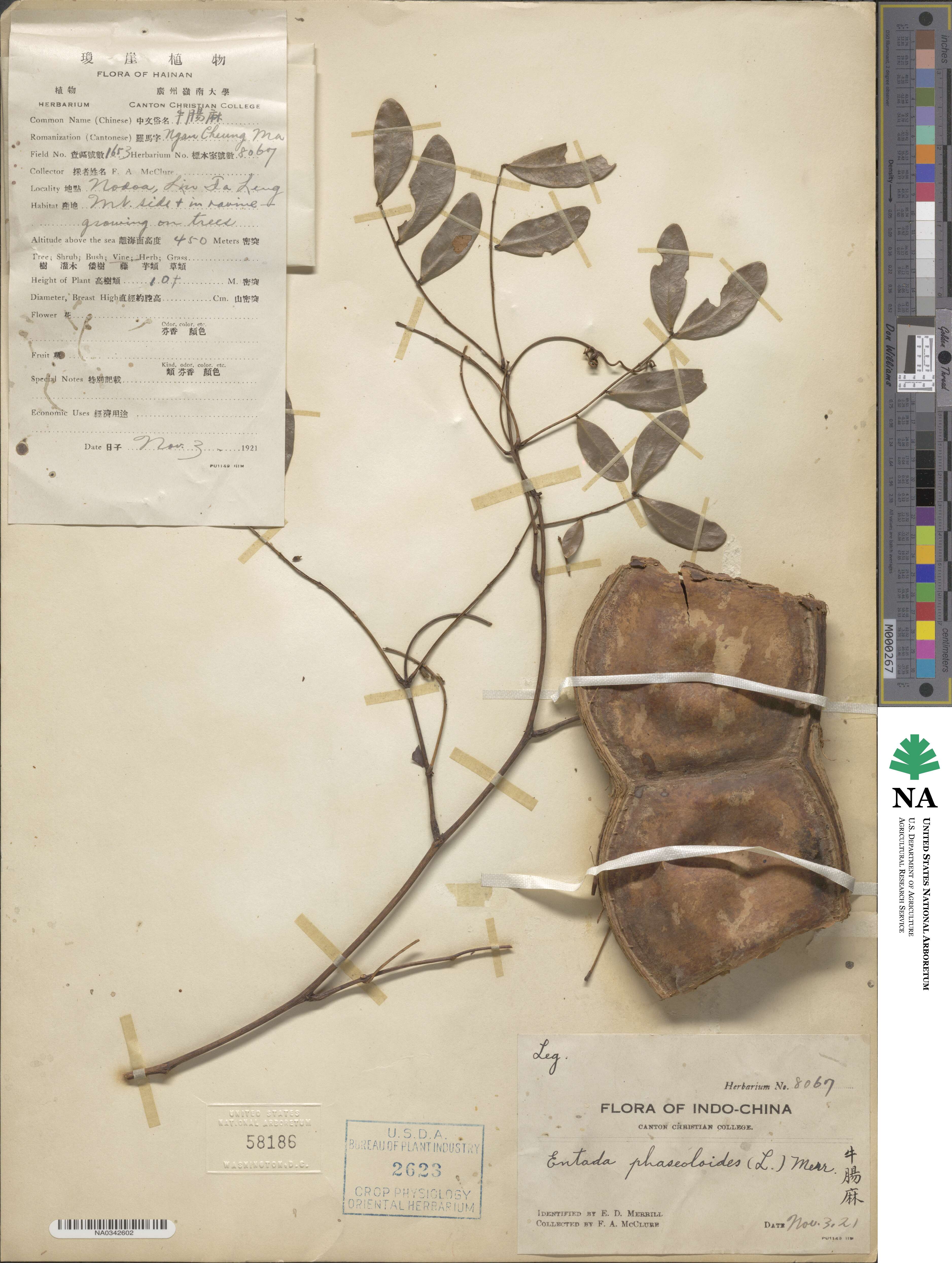 Entada phaseoloides image