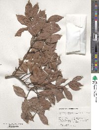 Cynometra bauhiniifolia image