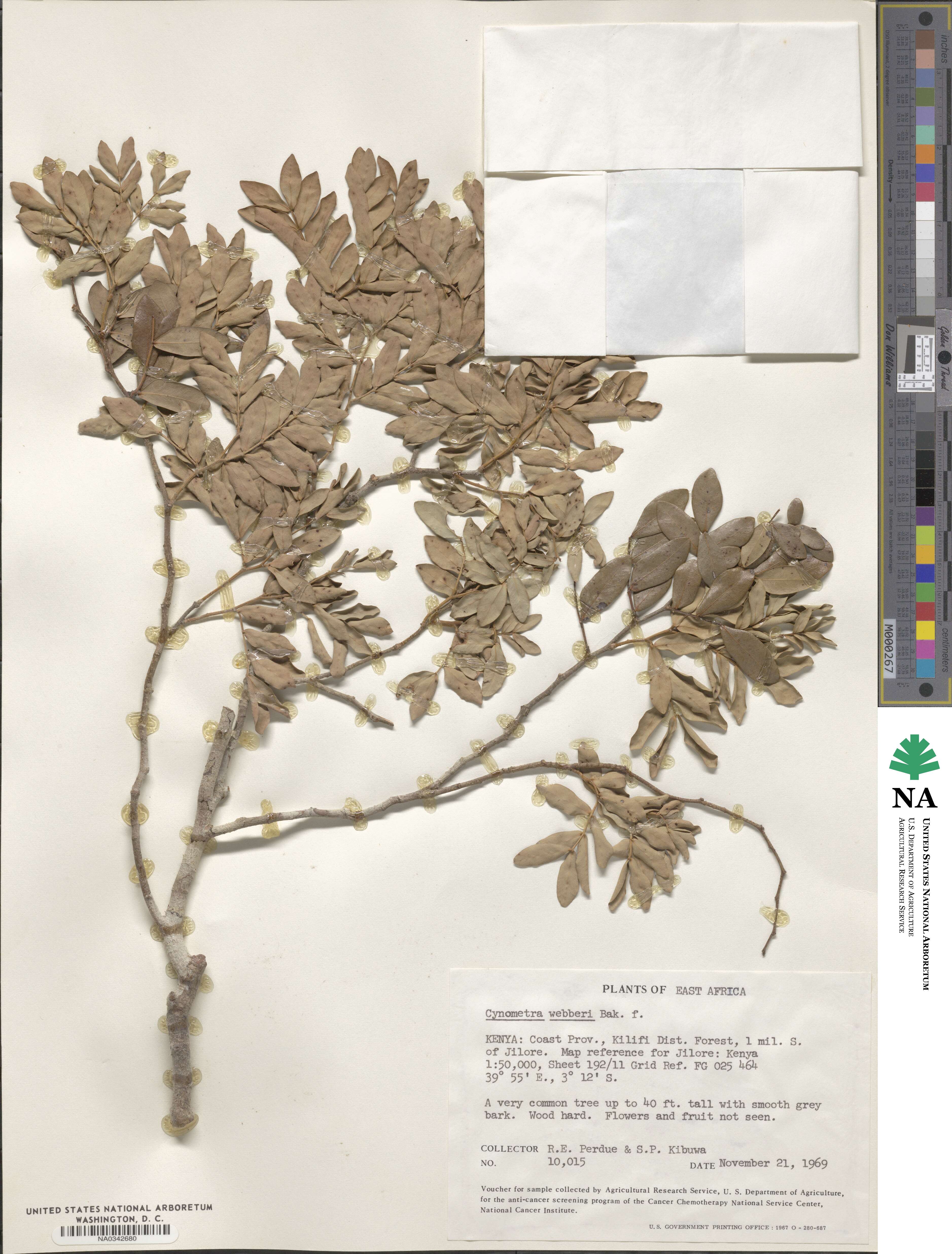 Cynometra image