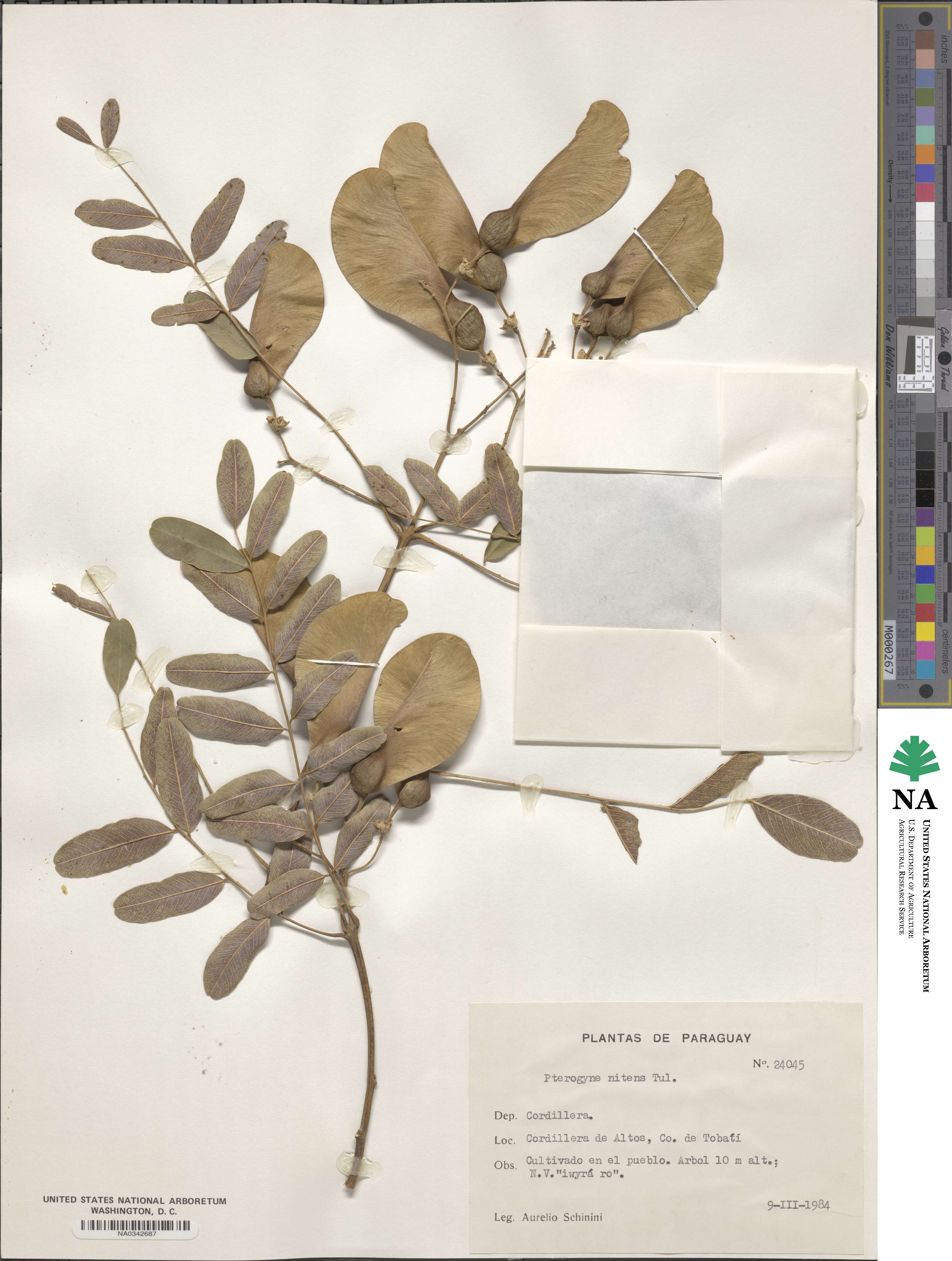 Pterogyne nitens image