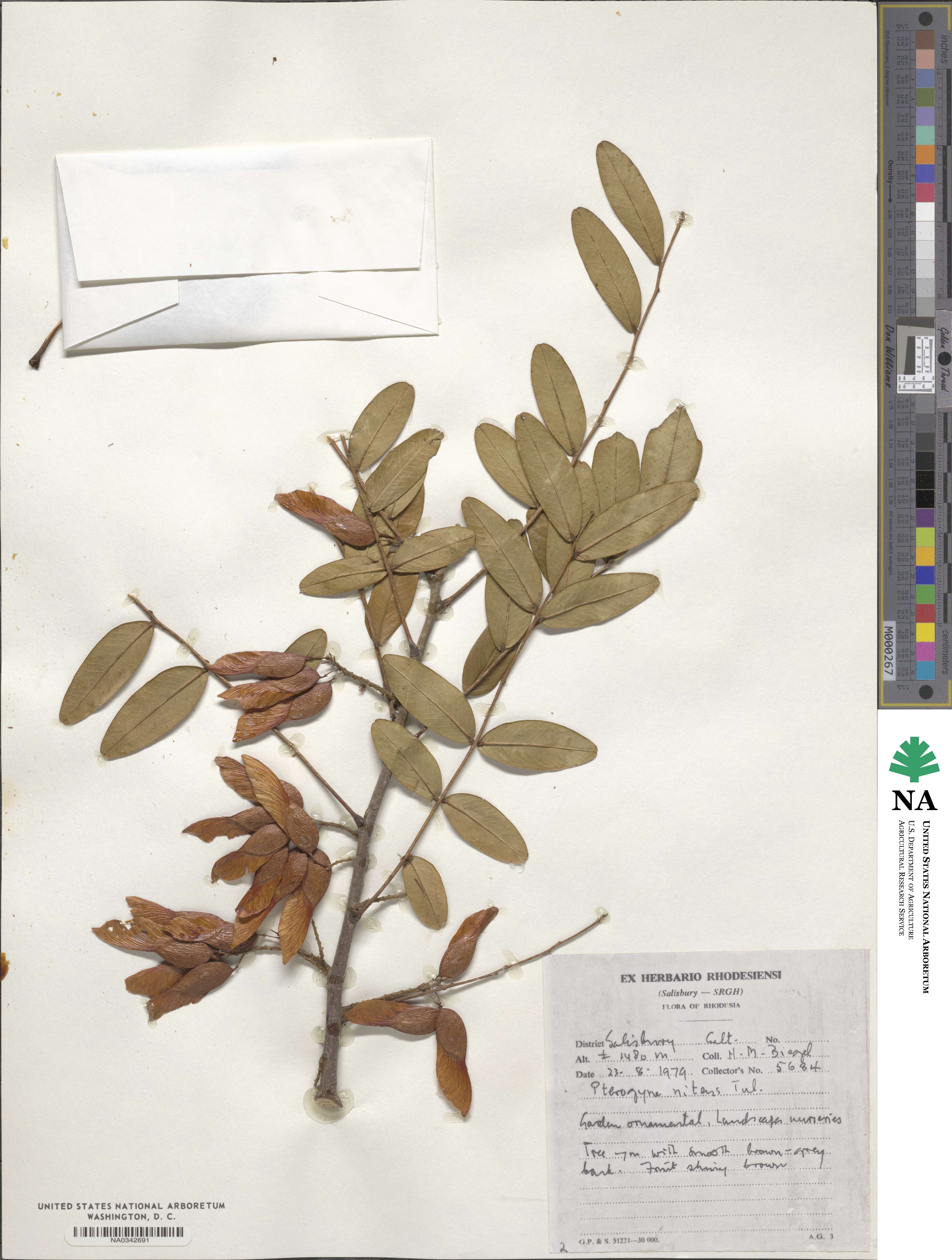 Pterogyne nitens image