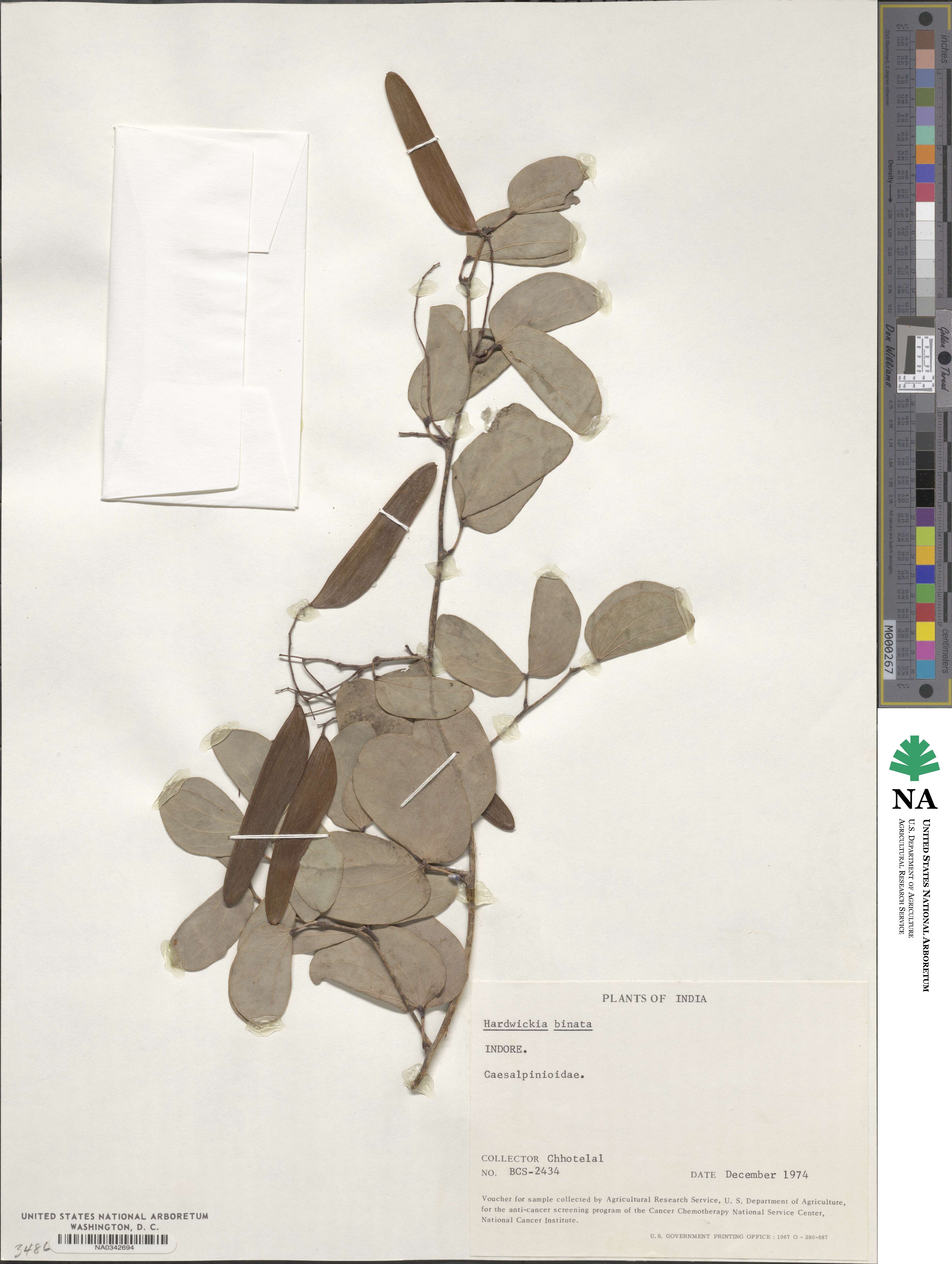 Hardwickia binata image