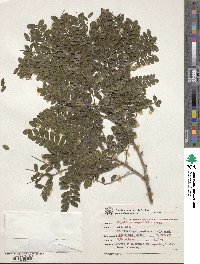 Image of Copaifera trapezifolia