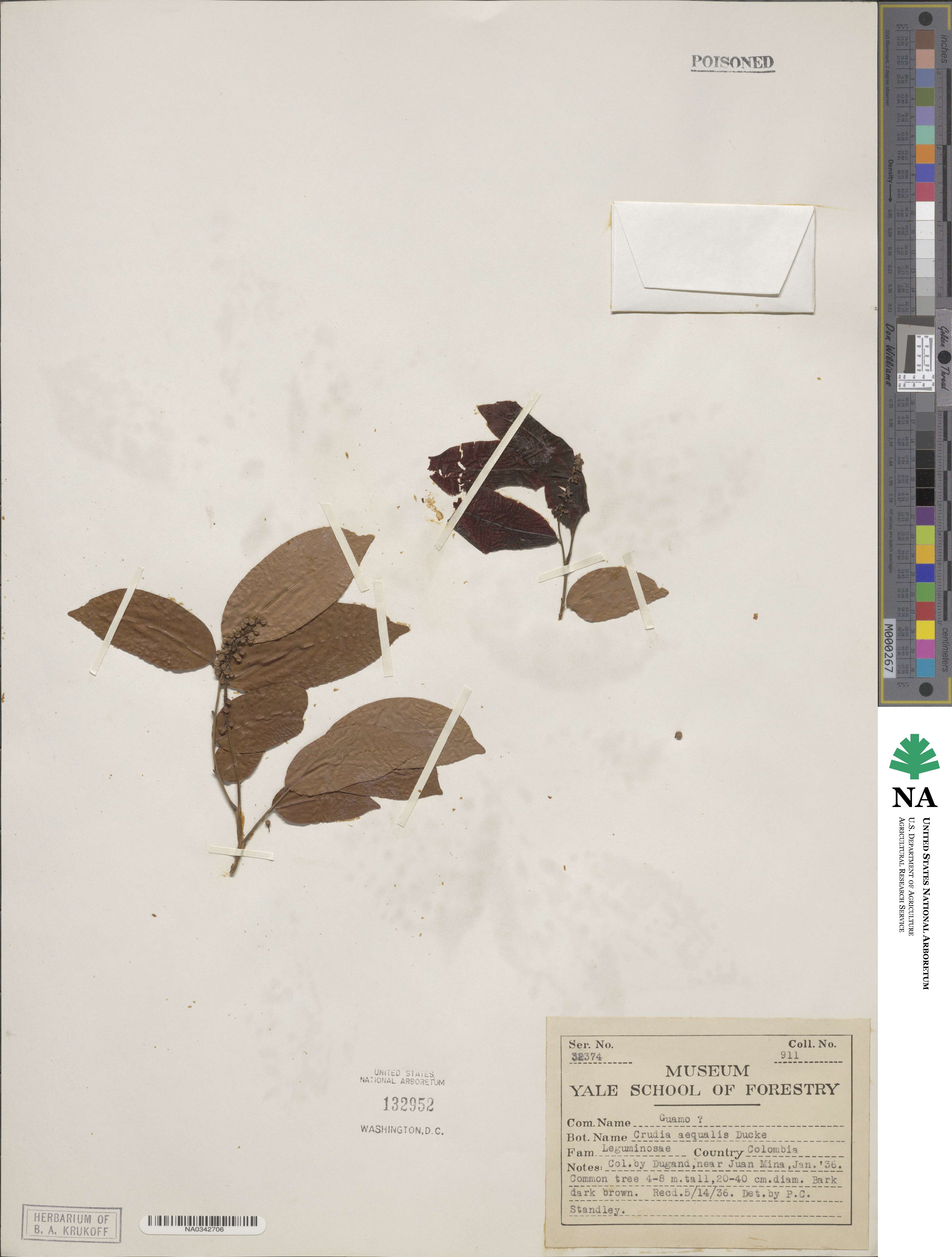 Crudia aequalis image