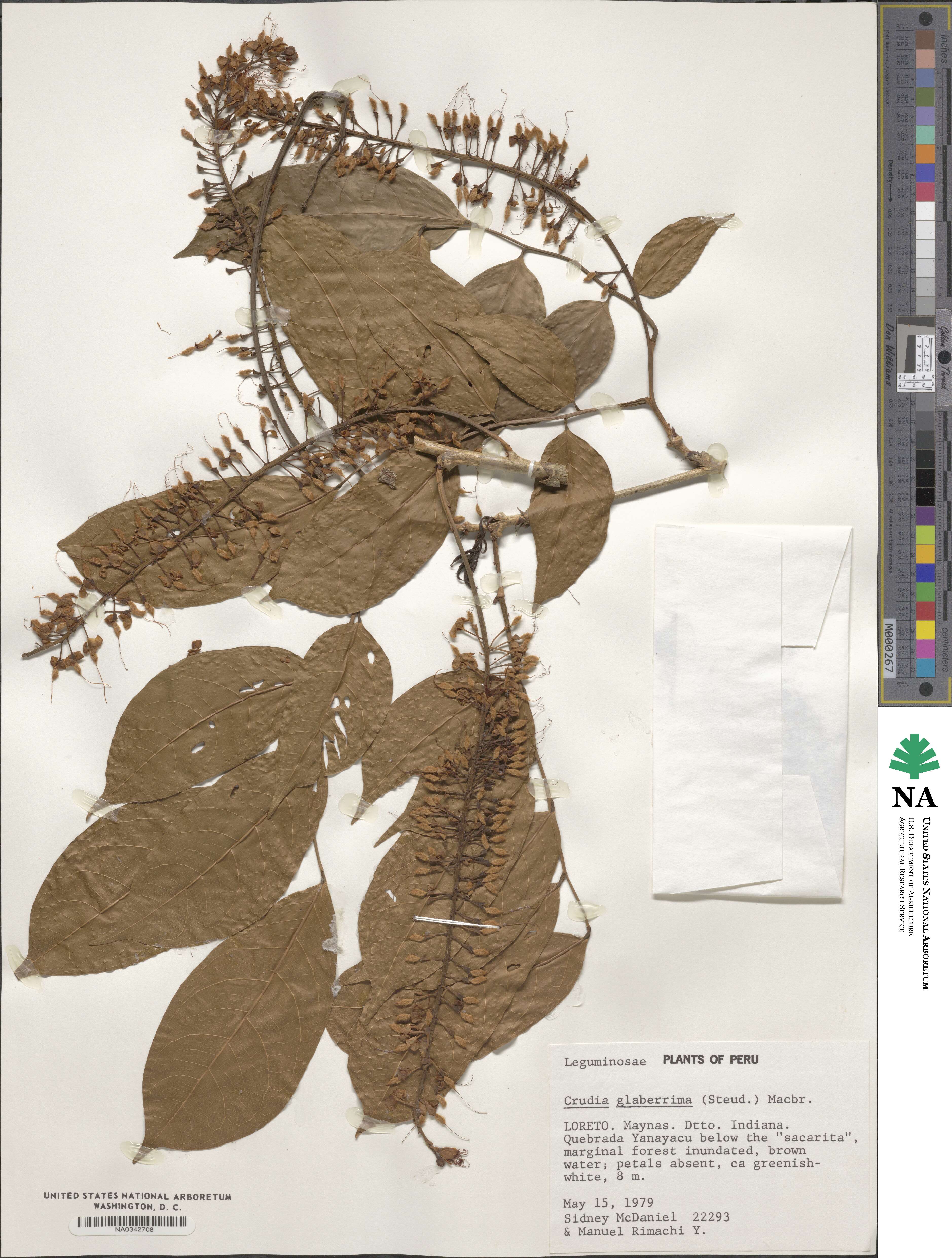 Crudia image