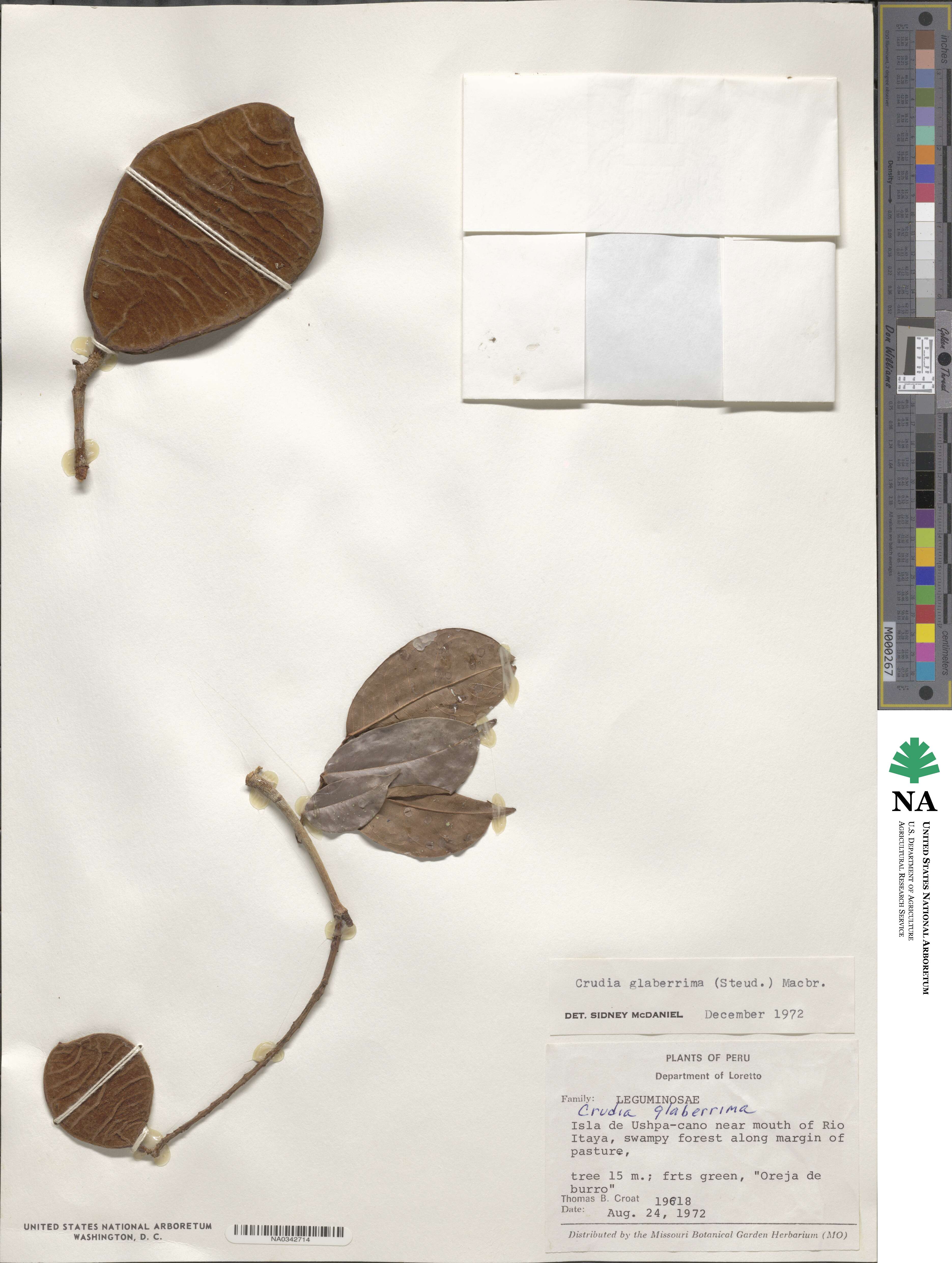 Crudia glaberrima image