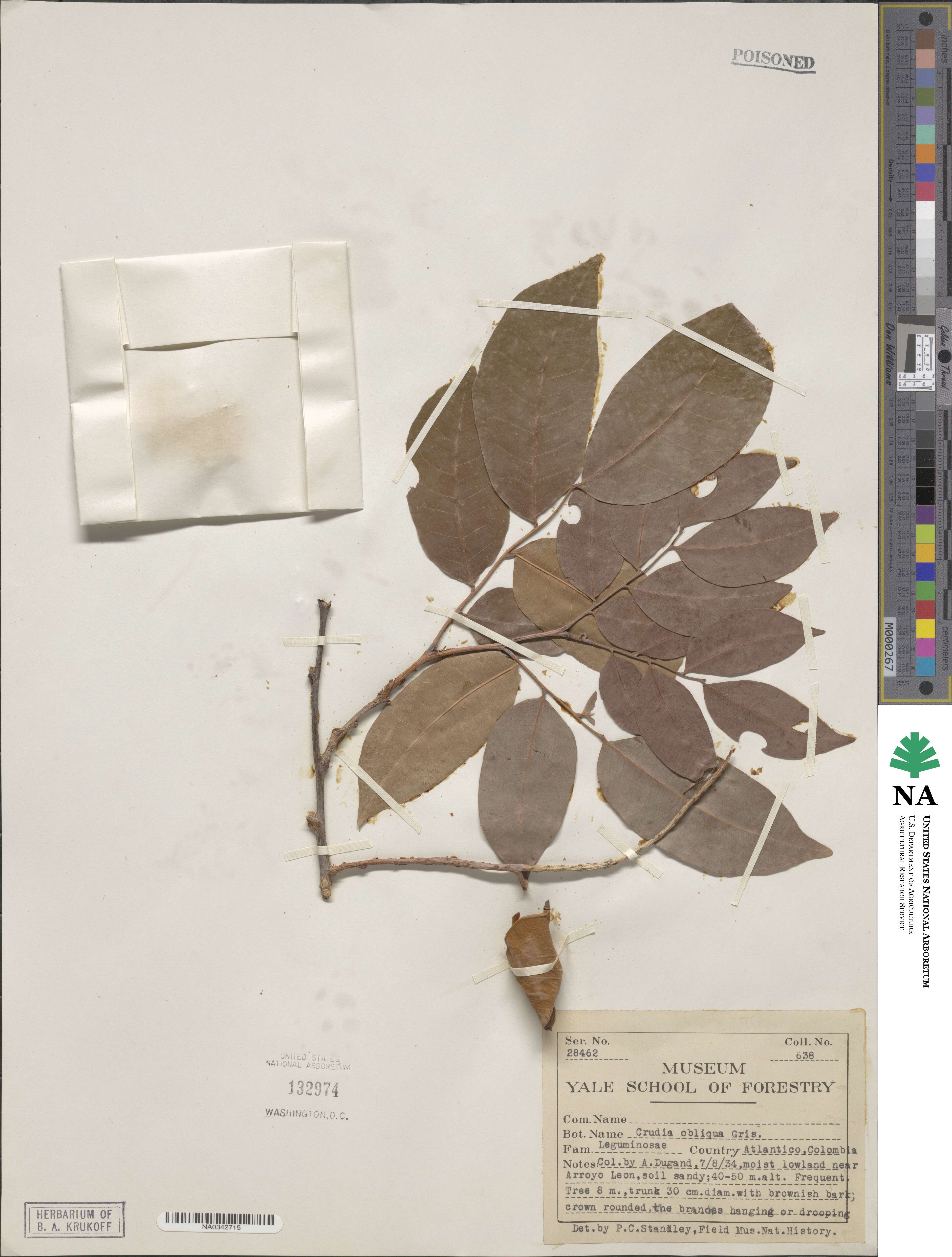 Crudia glaberrima image