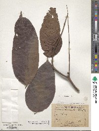 Image of Saraca declinata