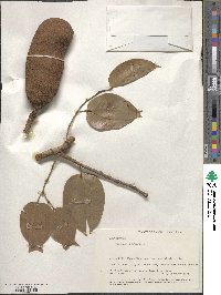 Hymenaea courbaril image