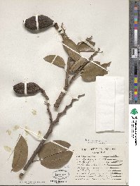 Hymenaea courbaril image