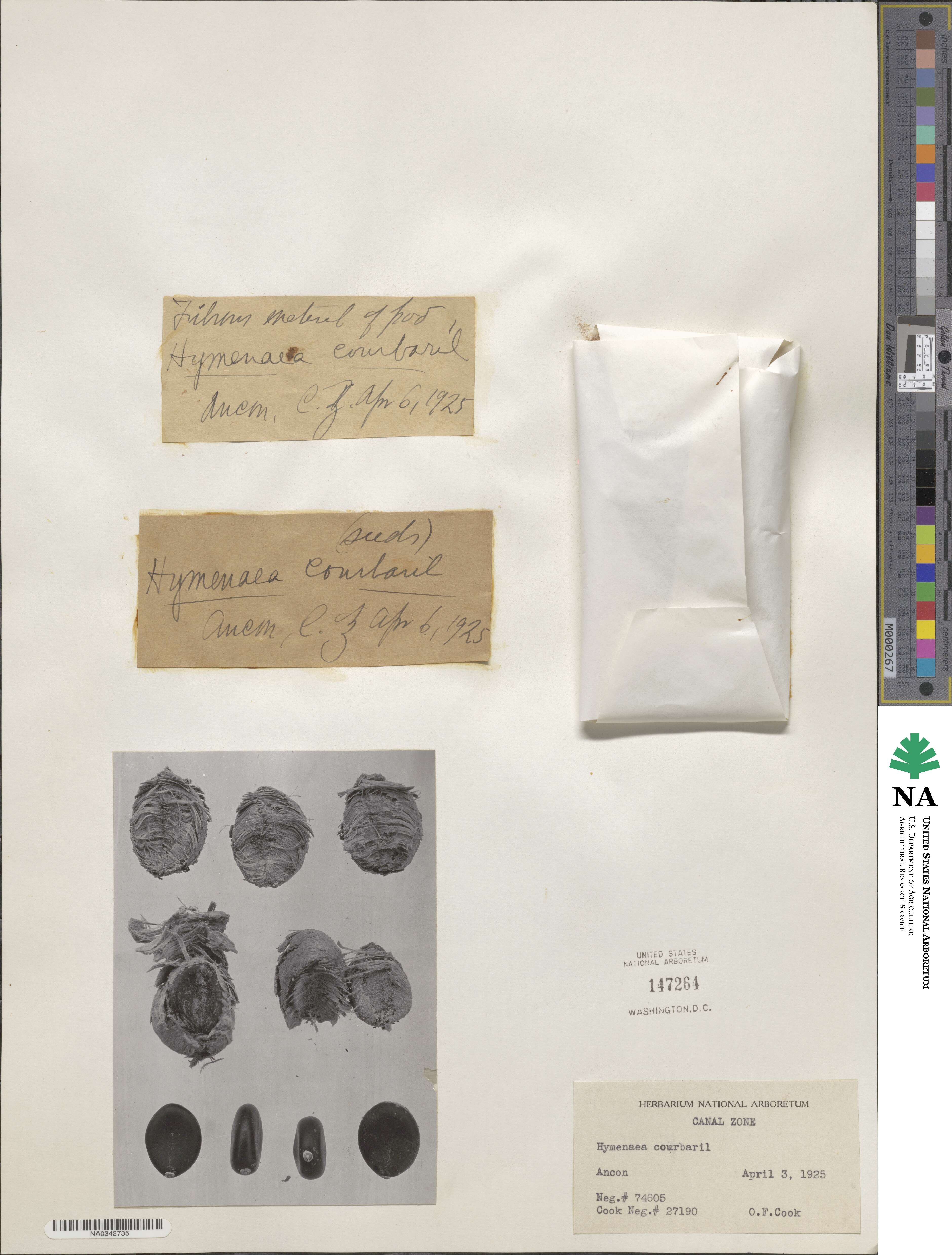 Hymenaea courbaril image