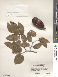 Hymenaea courbaril image