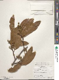 Image of Hymenaea oblongifolia