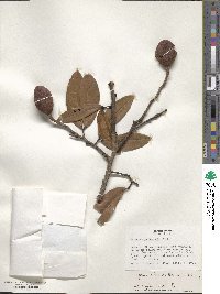 Hymenaea oblongifolia image