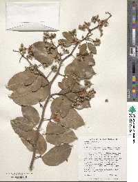 Hymenaea courbaril image