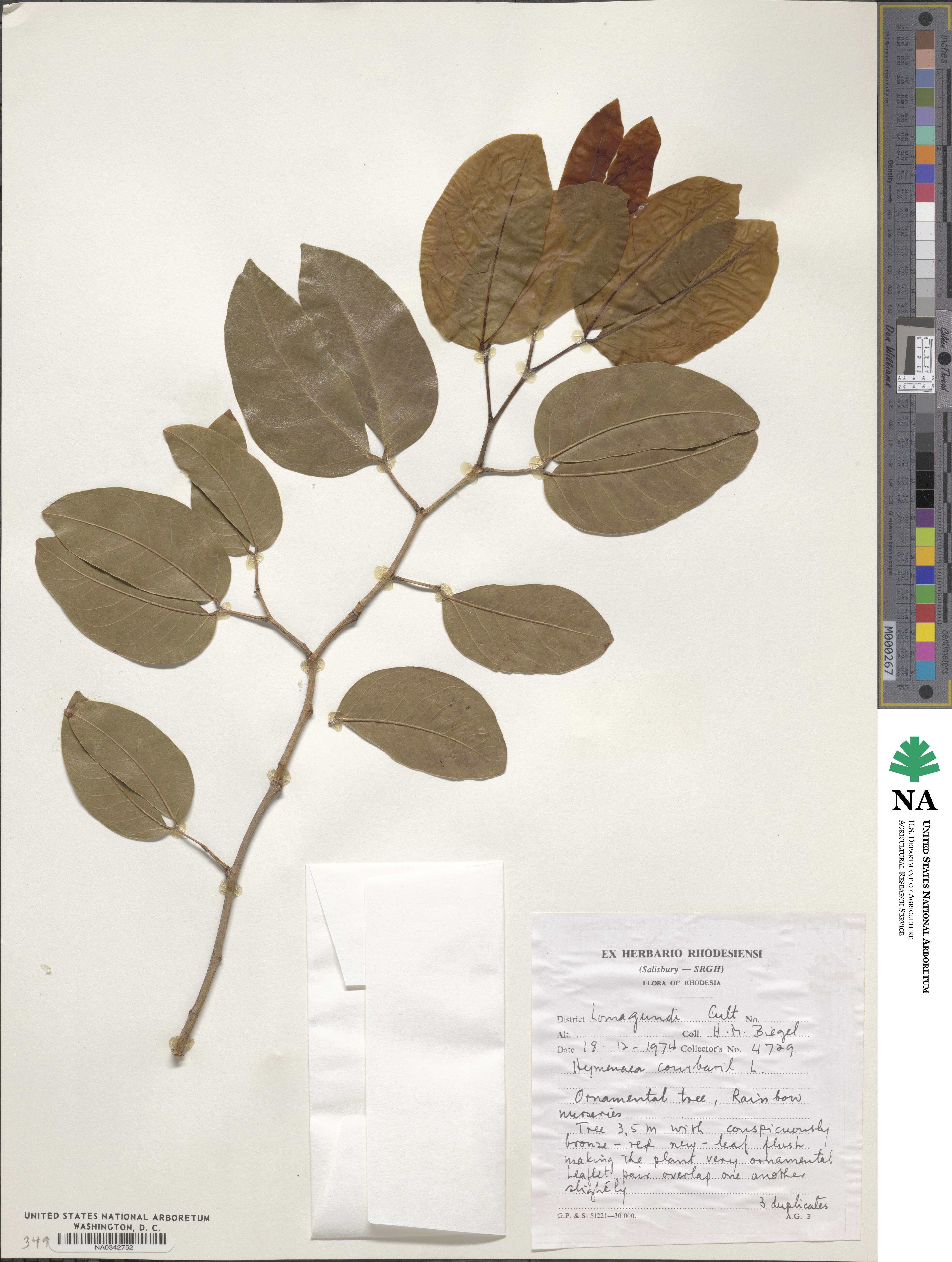 Hymenaea image