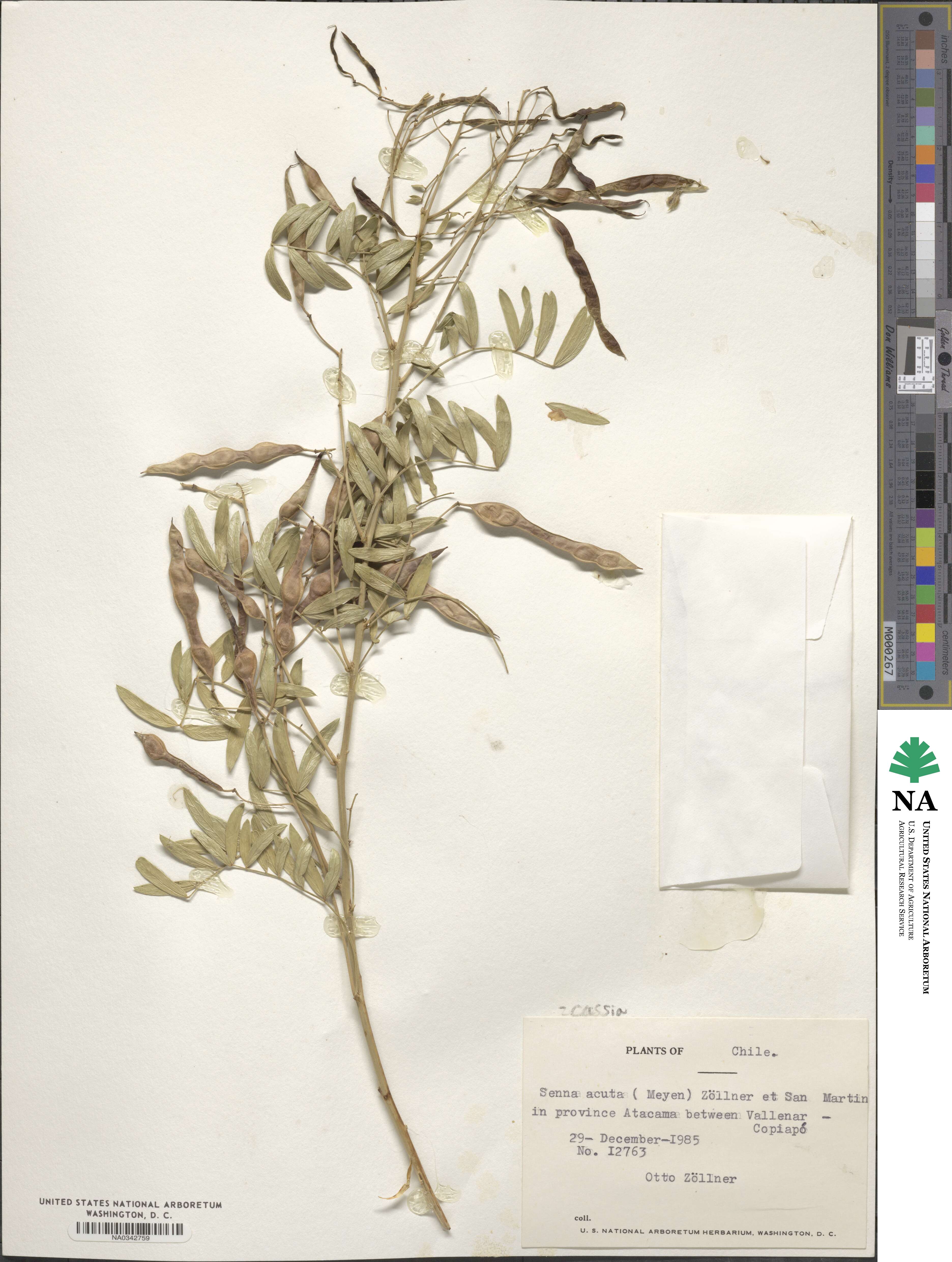 Senna cumingii image