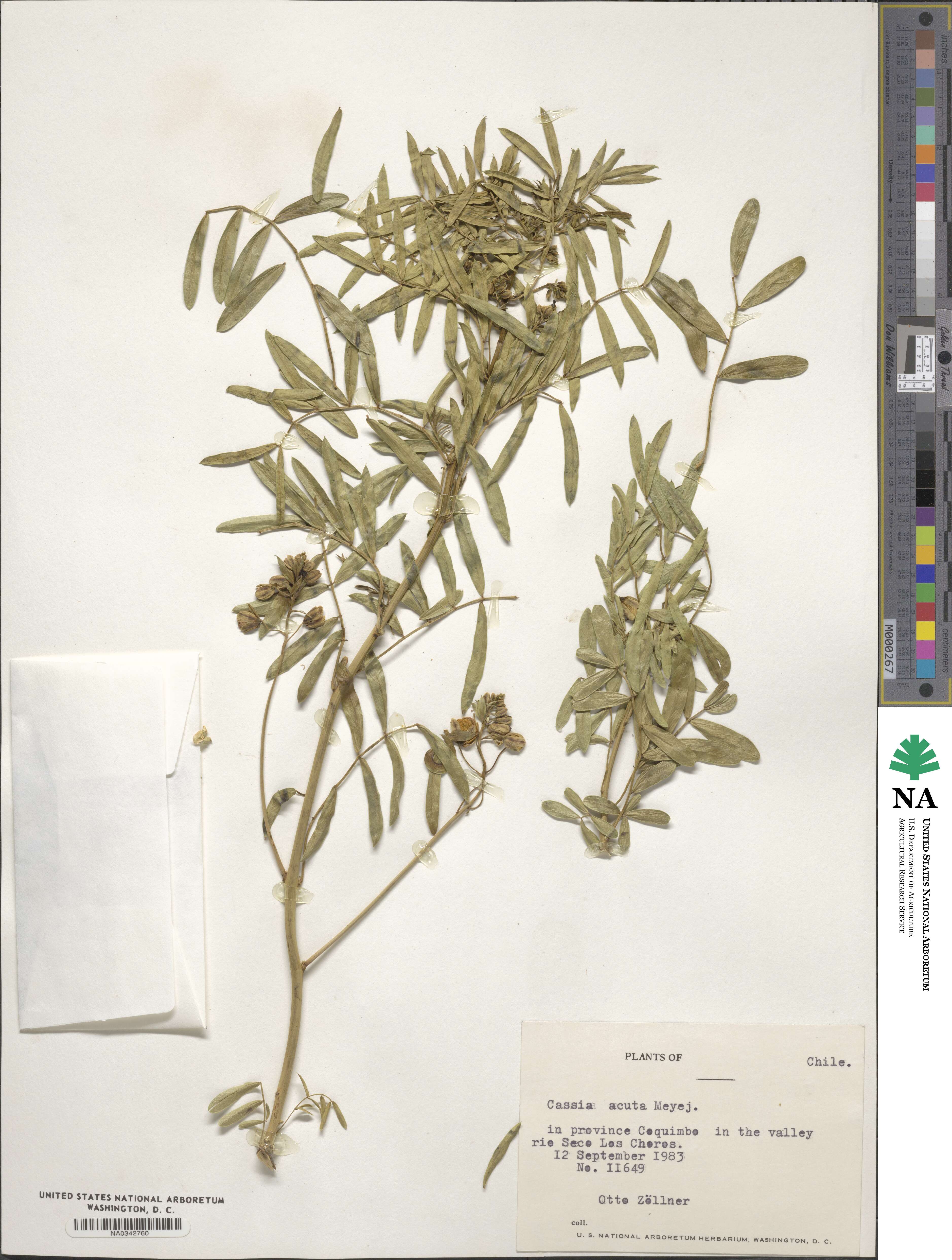 Senna cumingii var. cumingii image