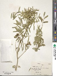 Senna cumingii image