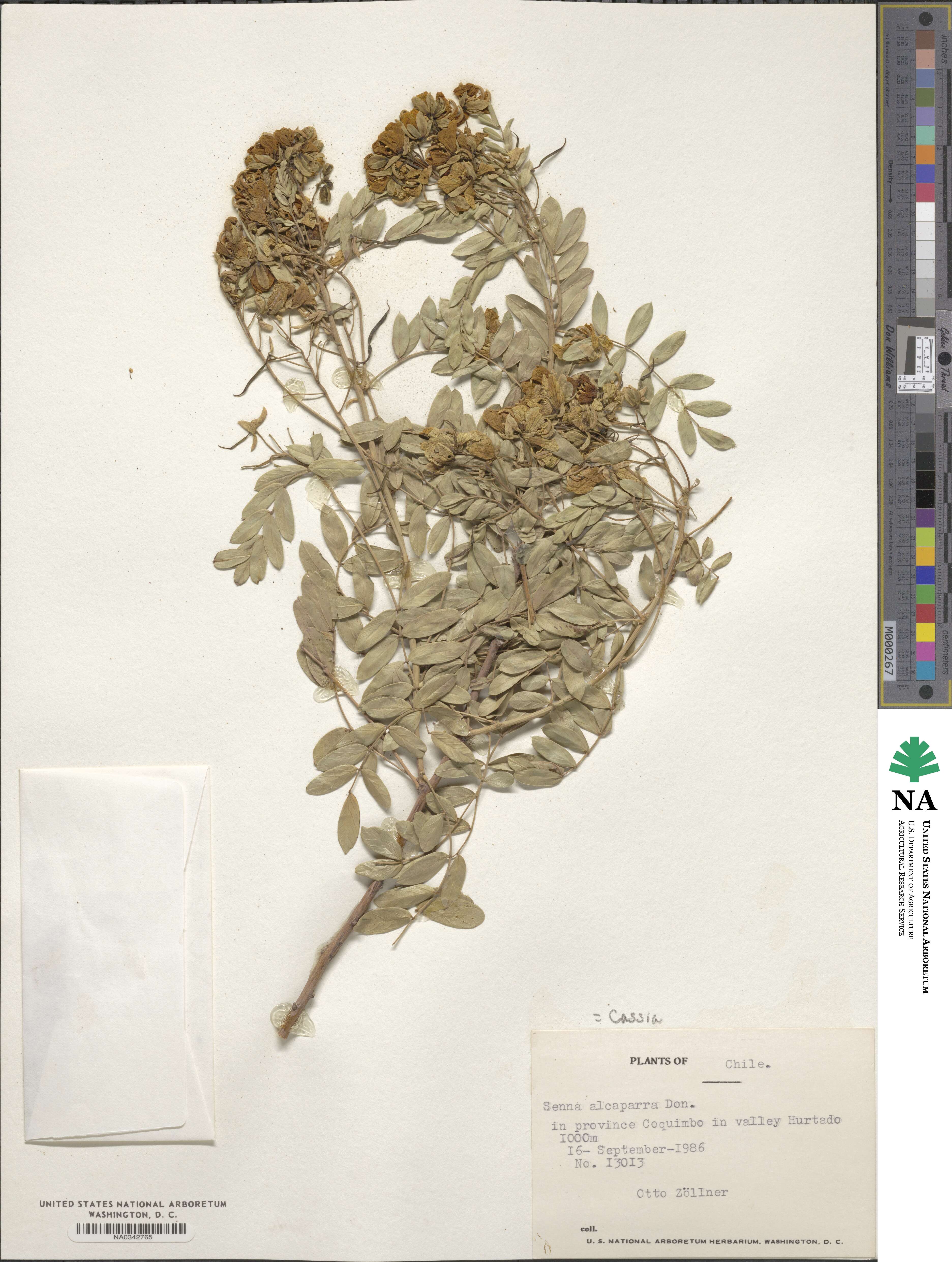 Senna cumingii image