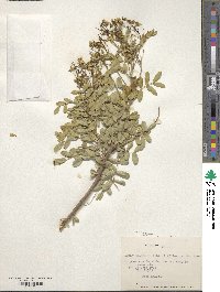 Senna cumingii image